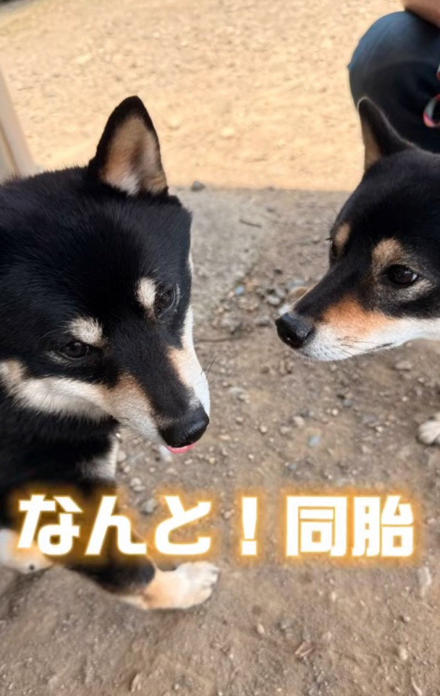 顔を近づける豆柴