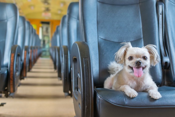 電車に乗る犬