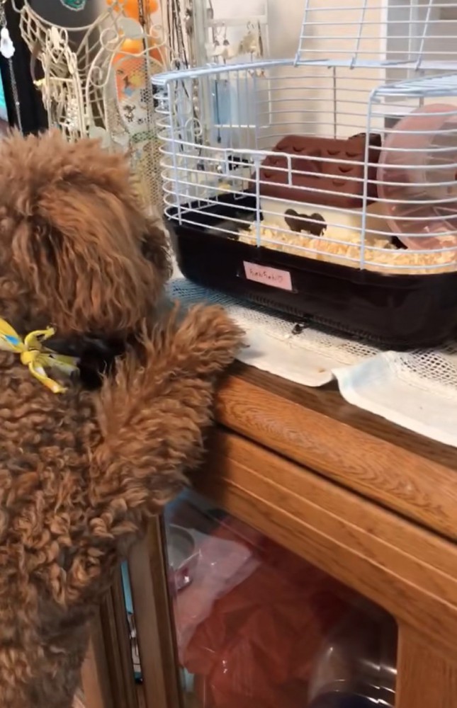 ケージを見つめる犬