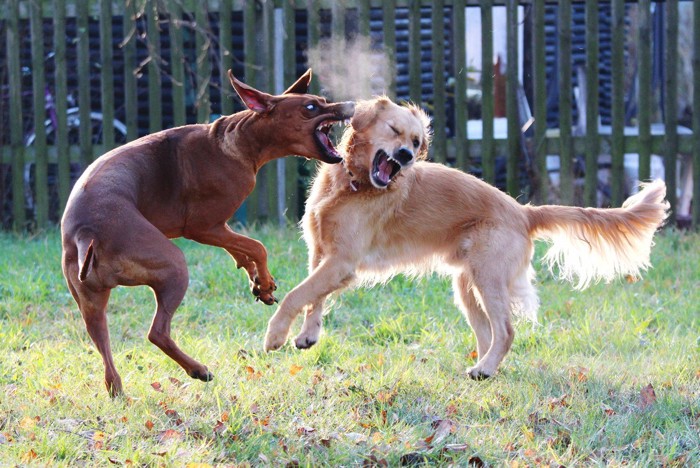 喧嘩をする犬