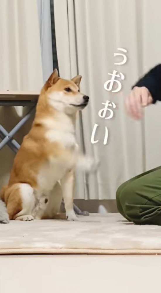 左前足を上げる犬