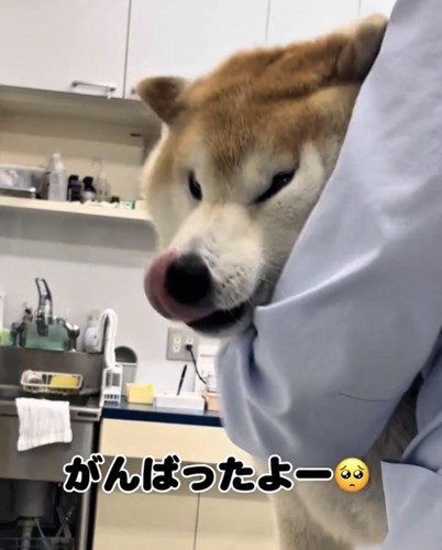 鼻を舐める犬