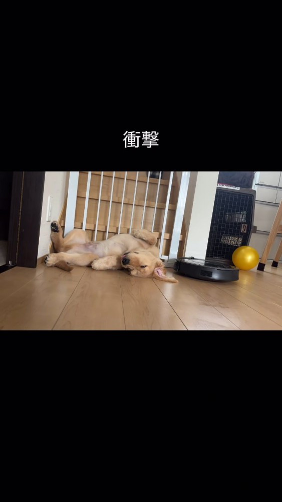 寝続ける犬、近づくルンバ