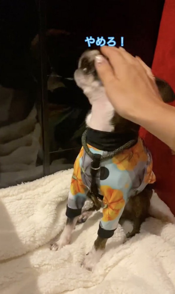 ナデナデ拒否