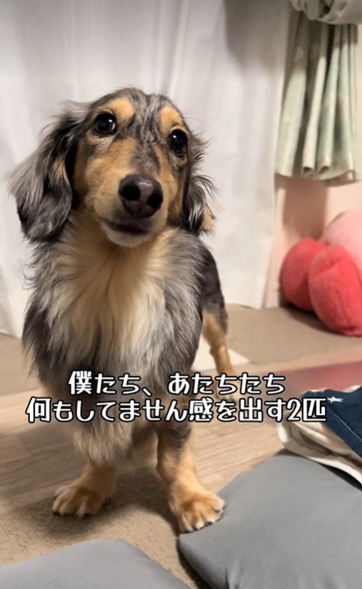 「僕たち、何もしていませんよ~…」