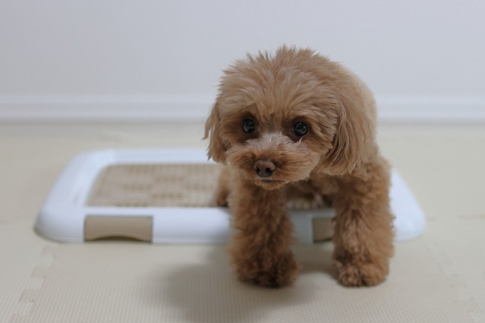 トイレトレイ、茶のトイプードル