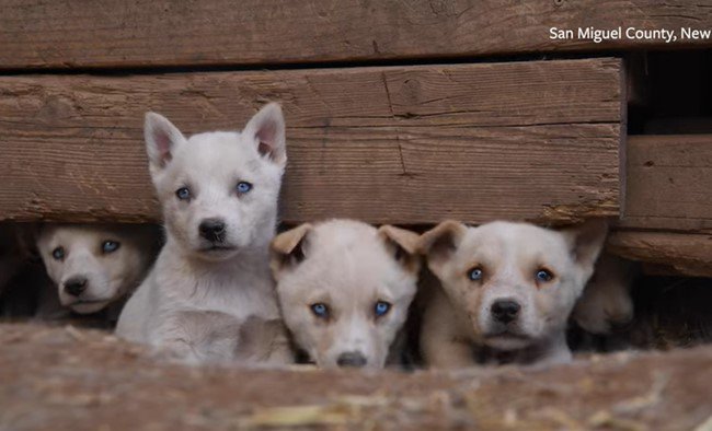 外をのぞく子犬たち