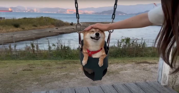 ブランコに乗って飼い主に撫でられている柴犬