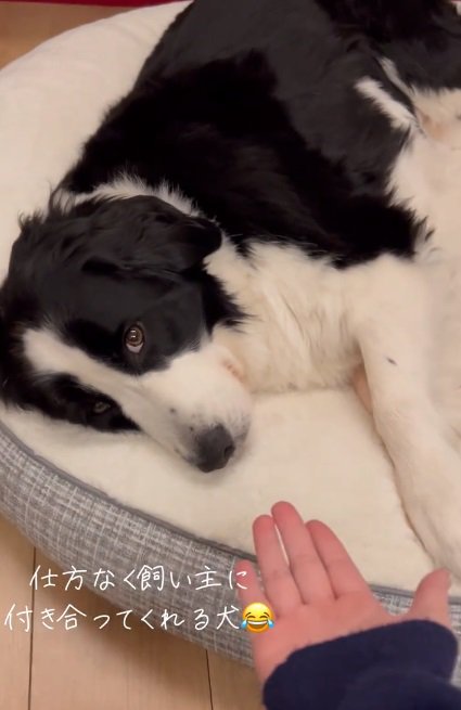 ワンコに手を差し出す投稿主さん
