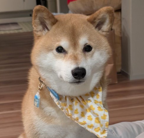 愛くるしい