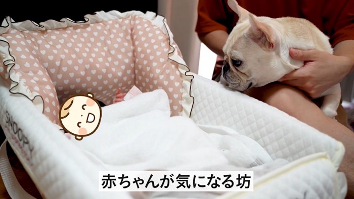 赤ちゃんを見る犬