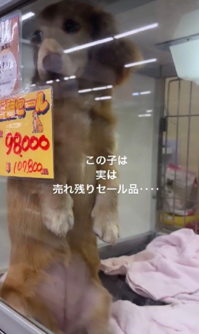 売れ残ったわんこ