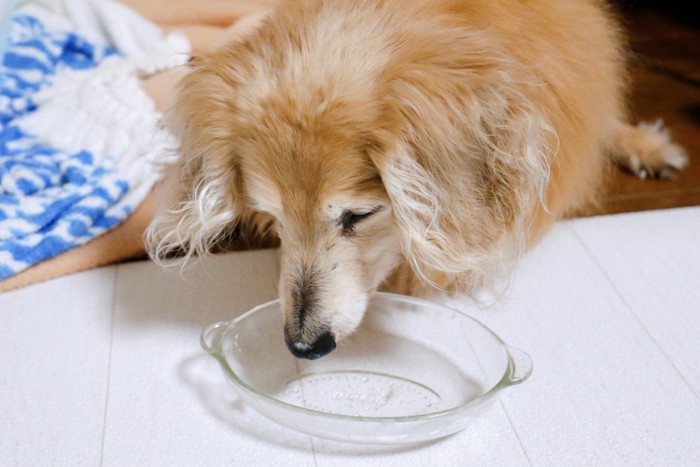 お皿の前のシニア犬