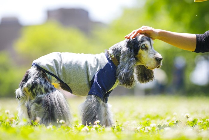 散歩中に飼い主に撫でられている老犬