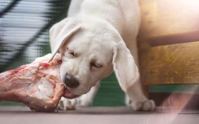 骨をかじる犬