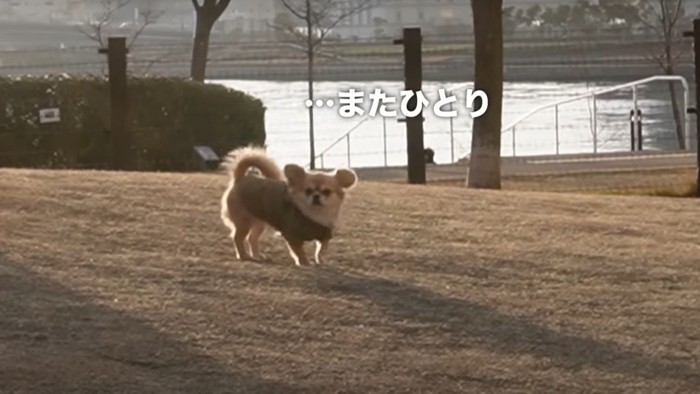 またひとりの犬