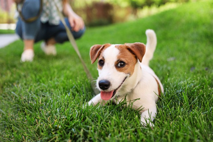 散歩中に芝生に体を伏せて正面を見る犬