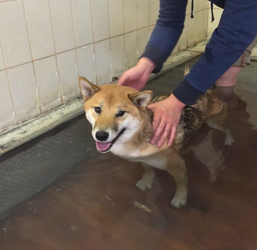 温泉に浸かる犬