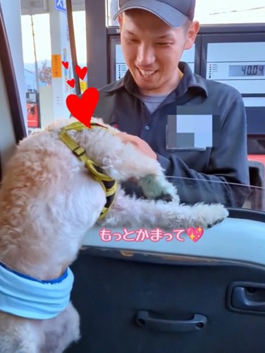 スタッフさんに撫でてもらう犬4