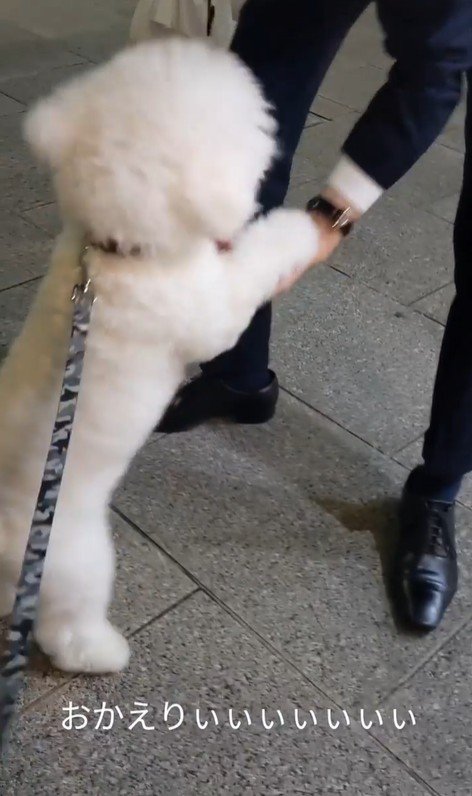 パパさんのお迎えに来たふう太くん4