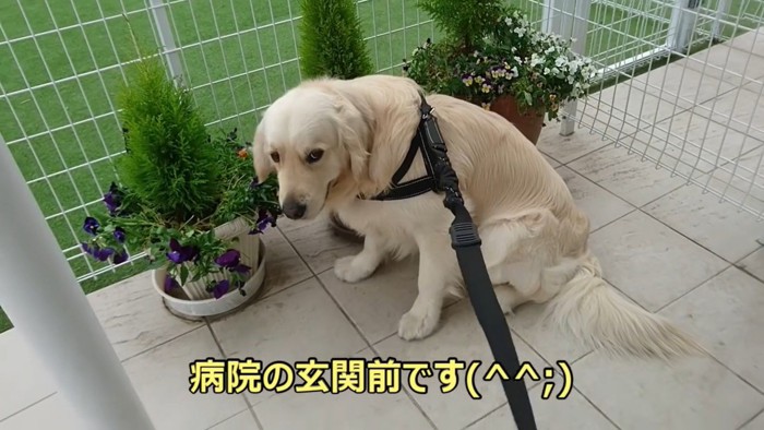 病院を嫌がるギンちゃん8