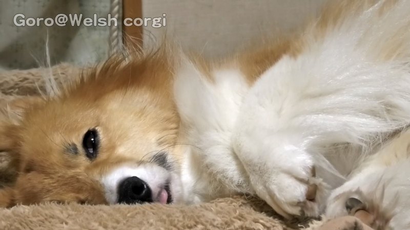 目をあけている犬