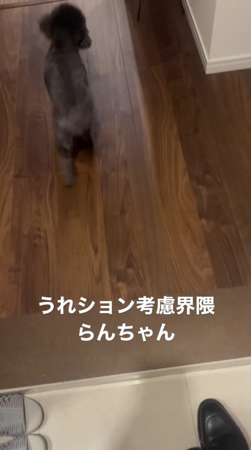 飼い主が帰ってきて、しっぽを振る犬