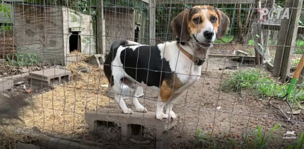 金網越しに見つめる犬