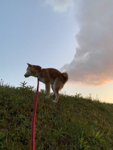 お散歩