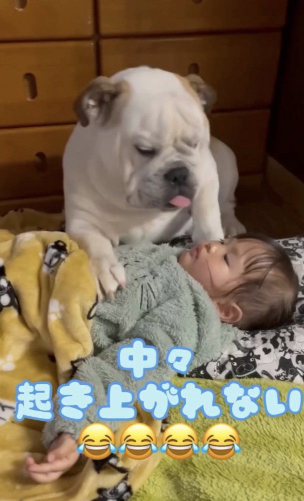 起き上がる犬