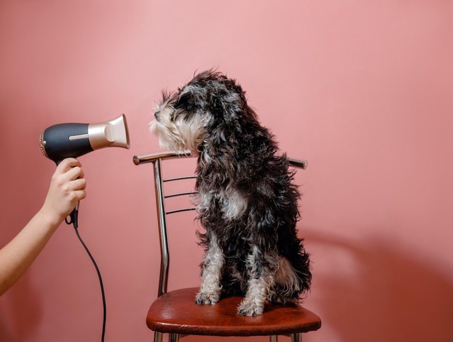 ドライヤーを当てられている犬