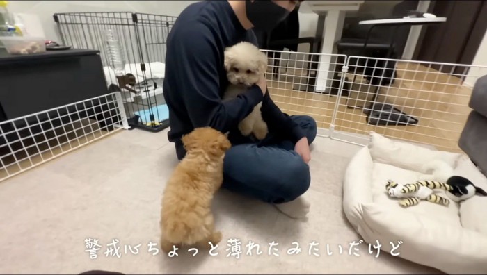 男性の膝に乗る成犬