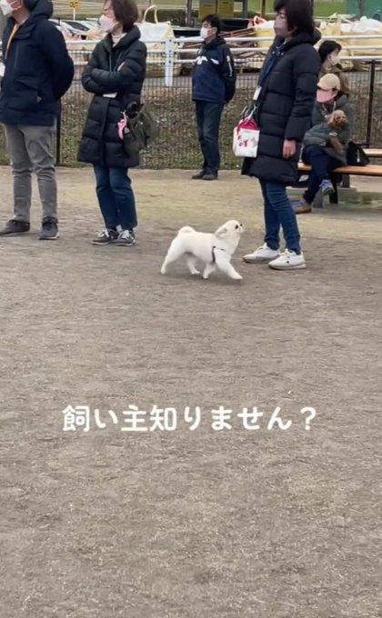 飼い主知りません？