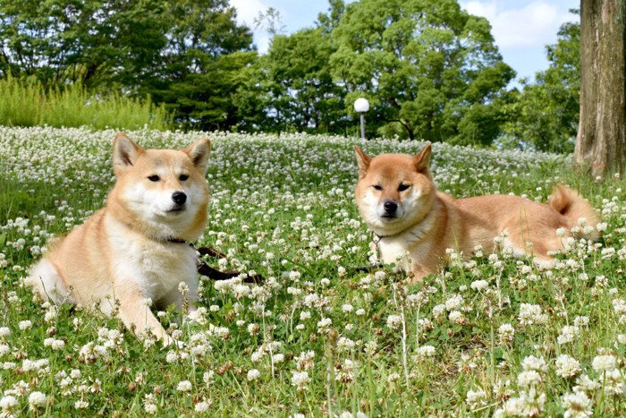 シロツメクサの中に座る2匹の柴犬