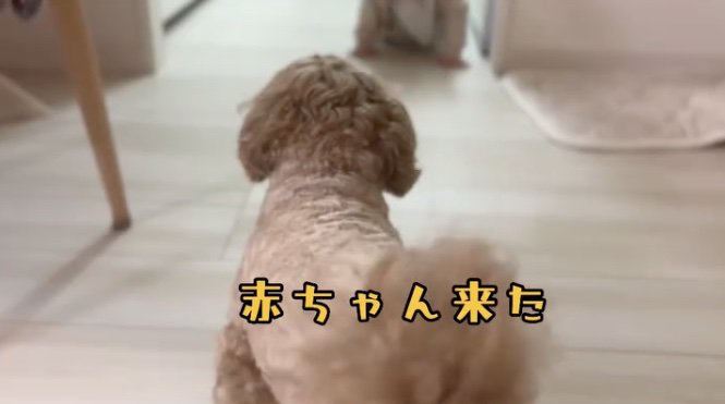 こっちくる！