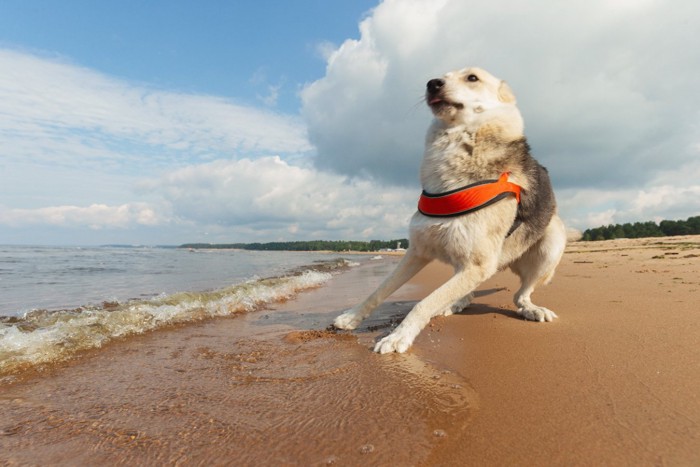 波を怖がる犬