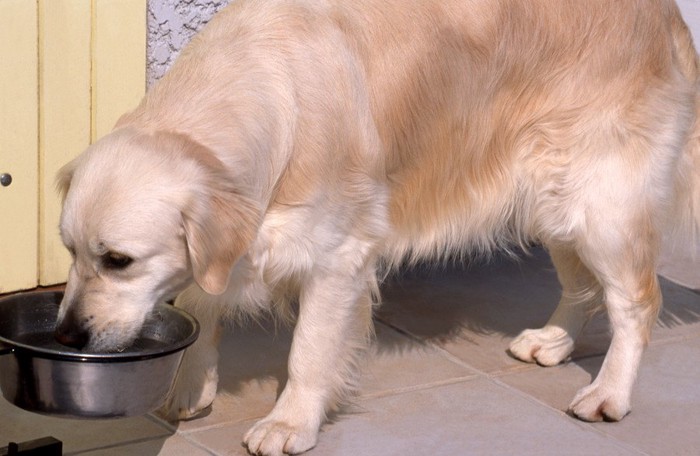 ごはんを食べるゴールデンレトリバー