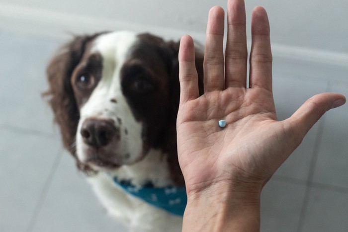 手のひらの錠剤、茶白の垂れ耳の犬