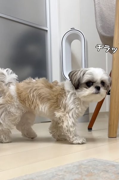 飼い主を見る小型犬