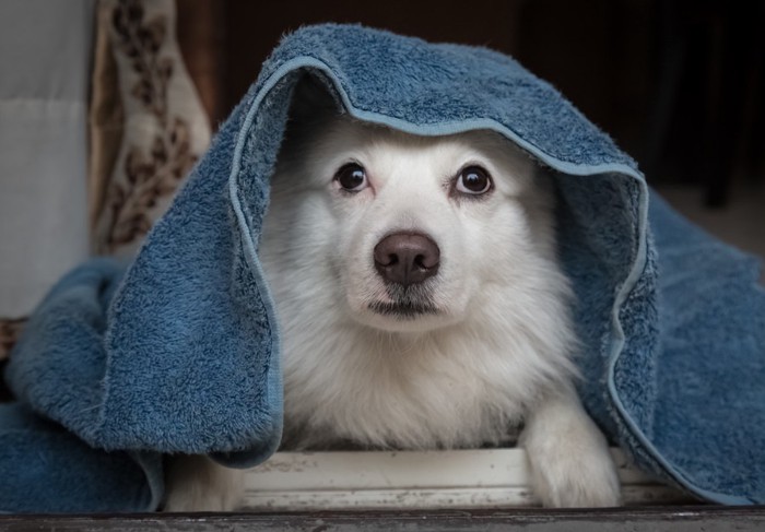 タオルを被っている犬