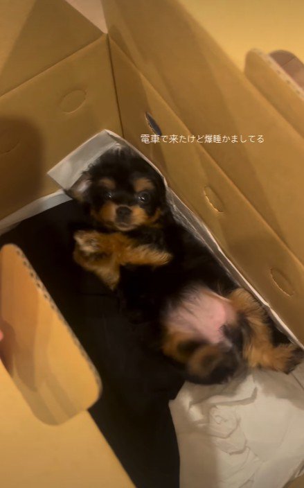 慌てて飛び起きる雨ちゃん