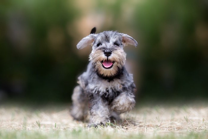 正面に向かって芝生の上を歩くシュナウザーの子犬
