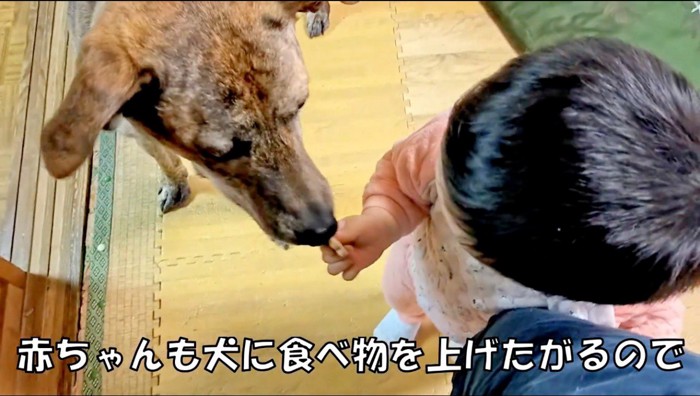 赤ちゃんから貰ったおやつを食べる犬