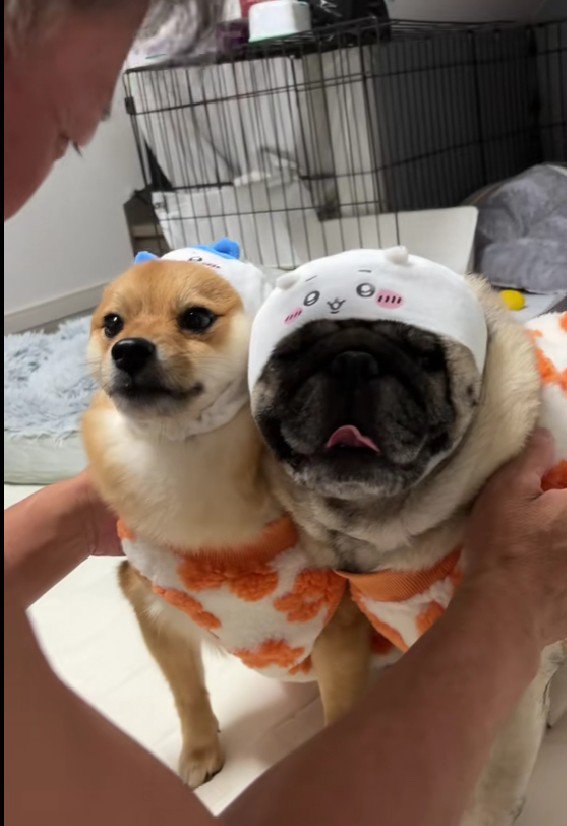 「充分承知しました…！」