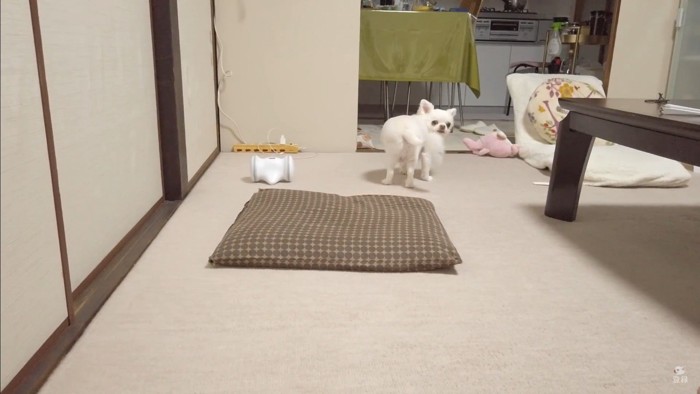 オナラをしてしまったコハクくん7