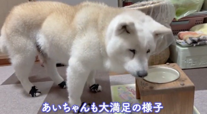 器のそばに立つ犬