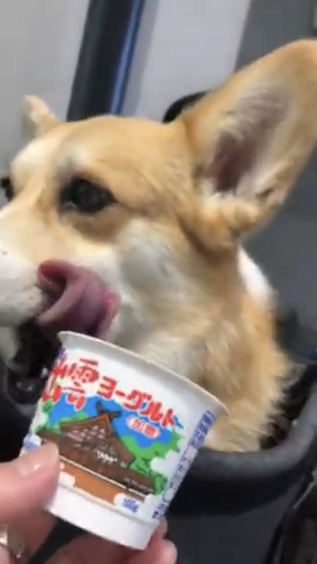 犬舌を出す