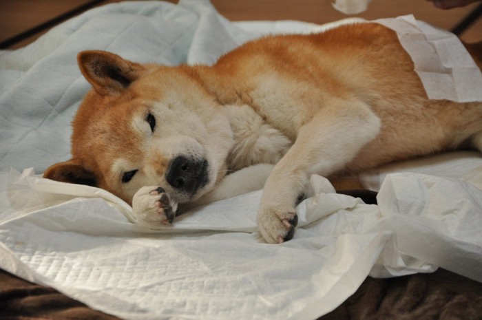 柴犬の老犬