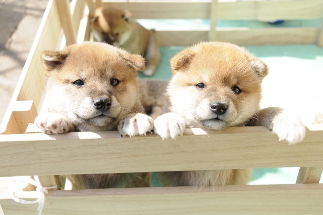 子どもの柴犬