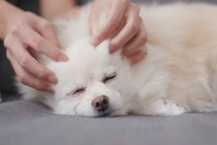 耳をマッサージされる犬